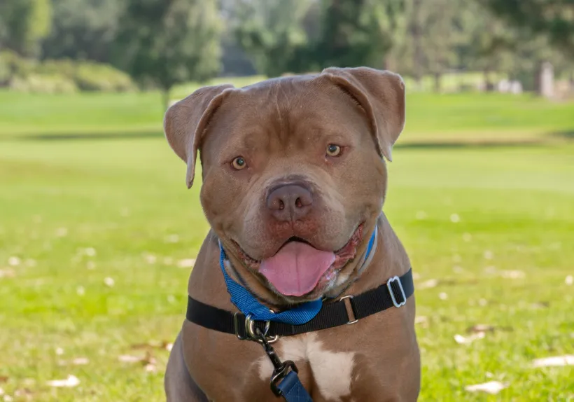 Column: Pets need cooling care during hot weather months