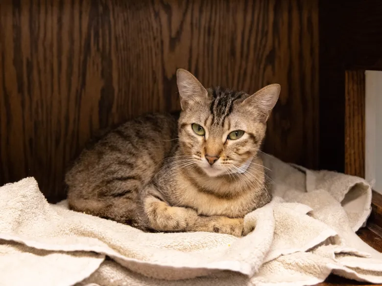 Column: Adopting an adult cat into your home may be surprising choice Column: Adopting an adult cat into your home may be surprising choice