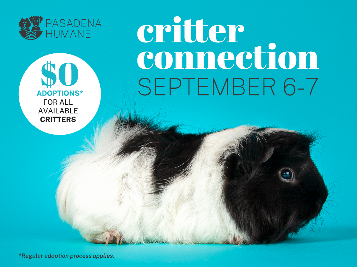Critter Connection