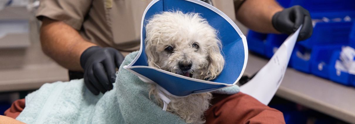Elderly Poodle Recovering After Being Struck by Car in Pasadena