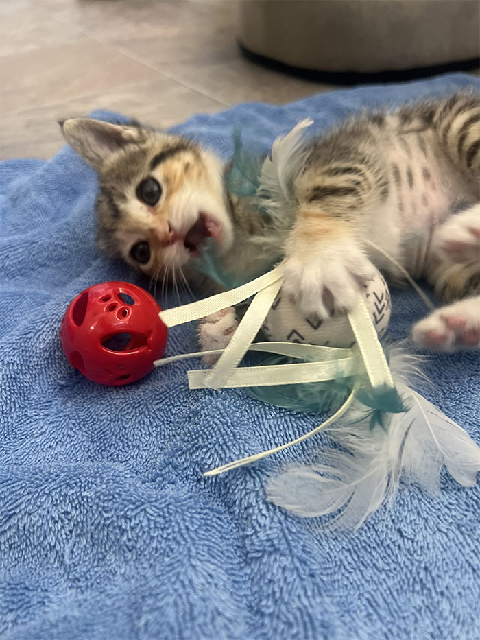 Meet Aria Rose