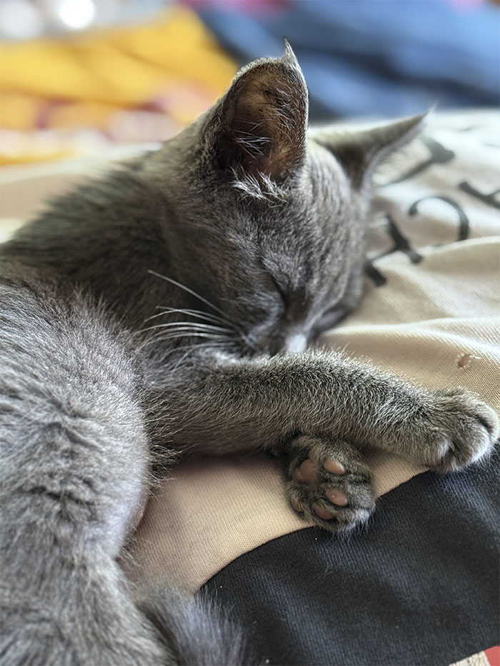 Meet Calypso (formerly Catalina)