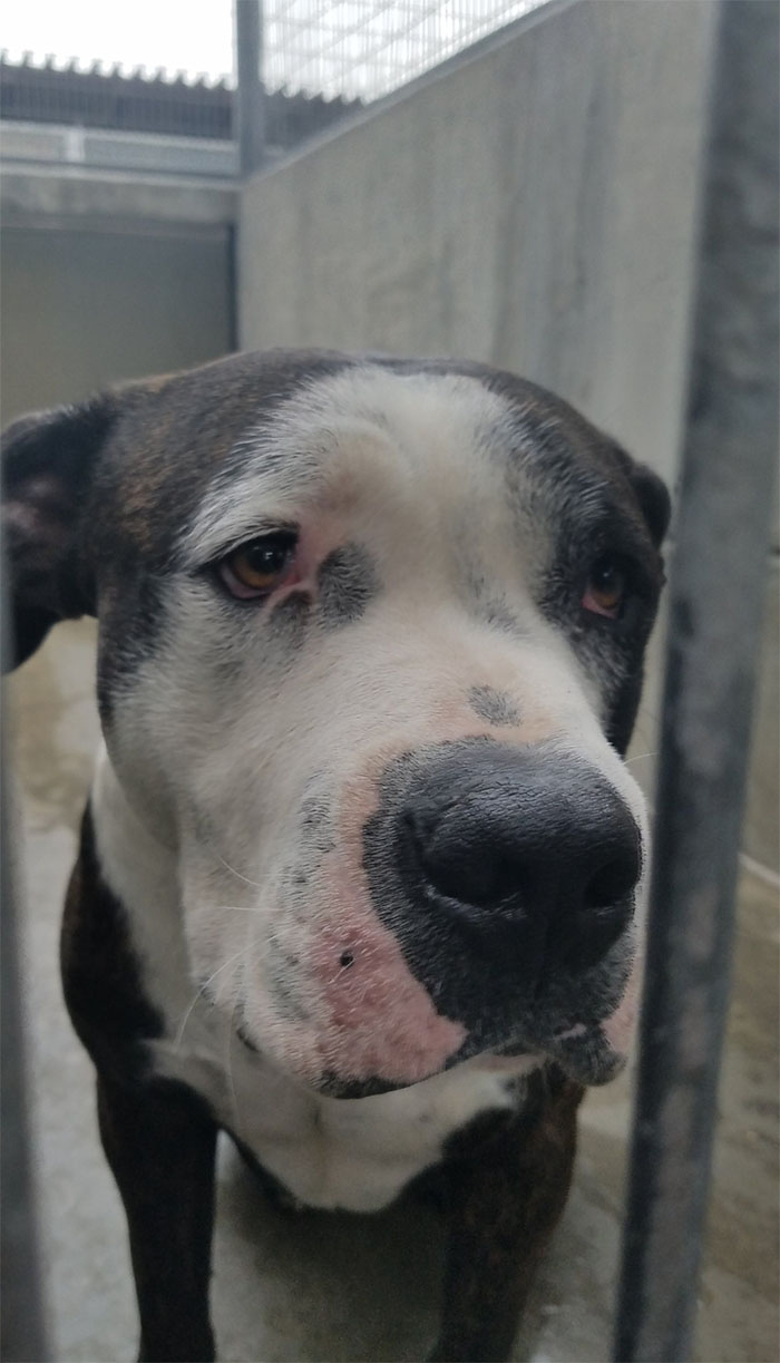 Dog