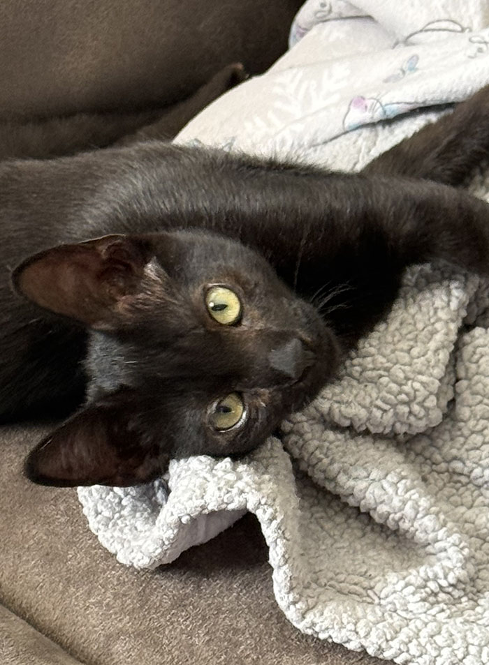 Meet Kershaw