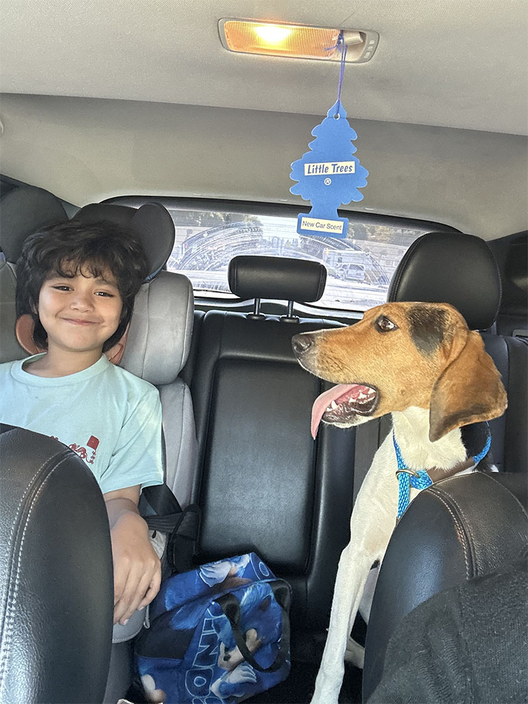 Dog in car
