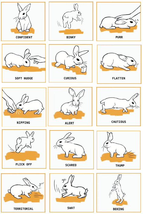 Rabbit illustrations