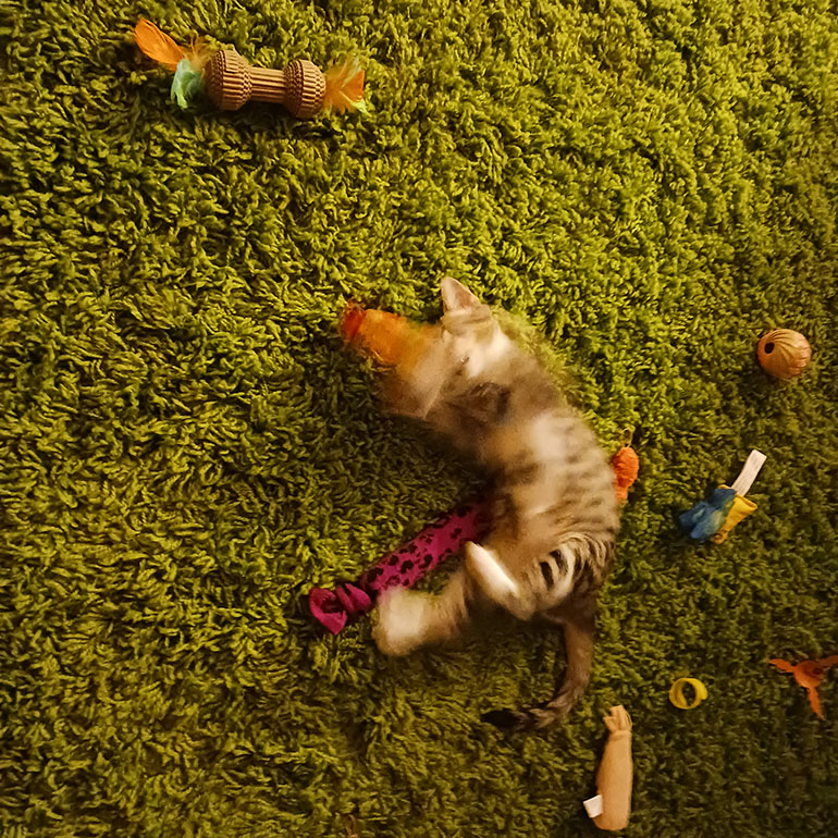 Cat