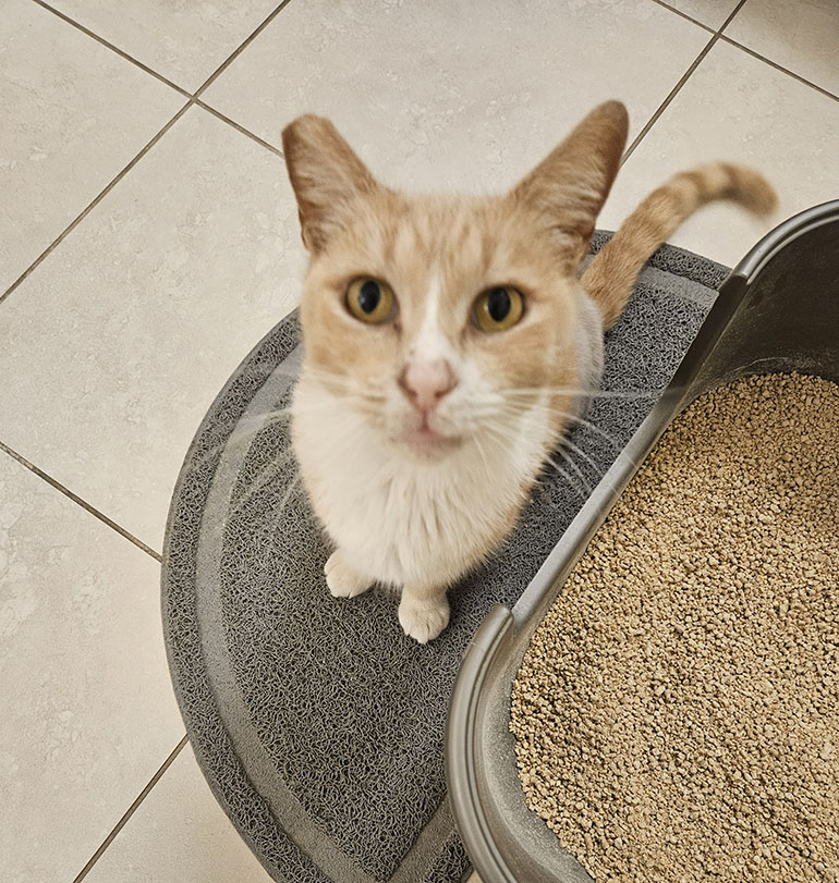 Cat
