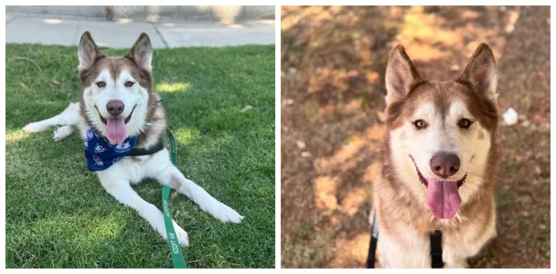 Helping pets adjust to ‘back to school’ time