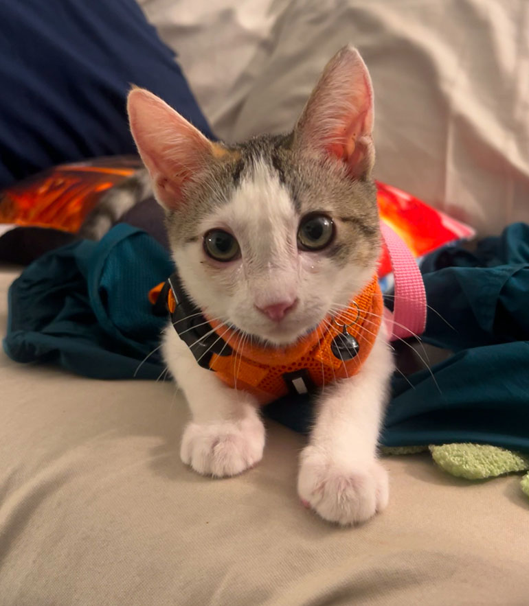 Meet Lumi