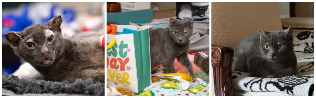 Column: Skinny Minnie, hurt, lost, reunited with home, with help from Adrien Brody’s ICU photo