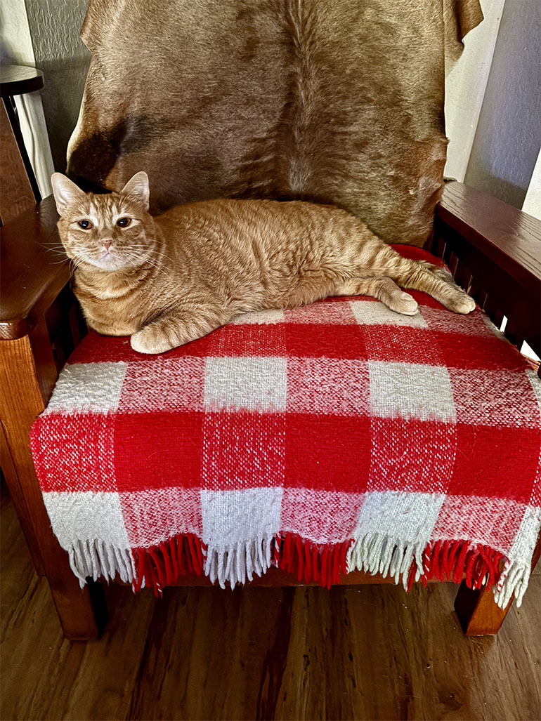 Cat