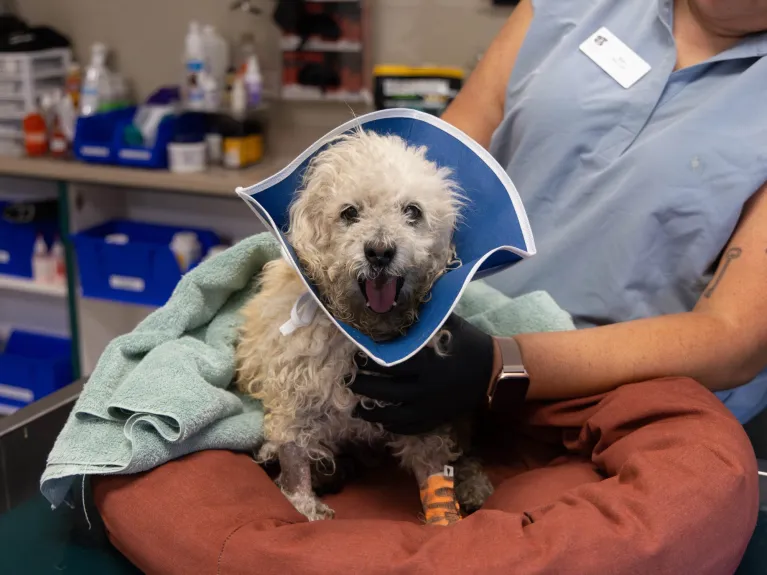Shelter’s animal intensive care unit helps injured stray pets