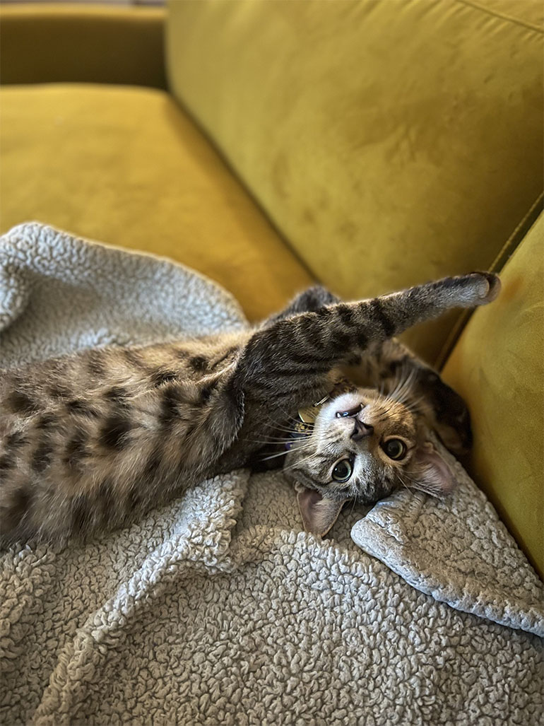 Meet Pippin Meet Pippin