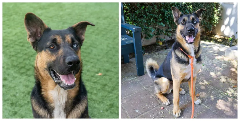 Paws in the City: Decoding the variety of your dog’s barks Paws in the City: Decoding the variety of your dog’s barks