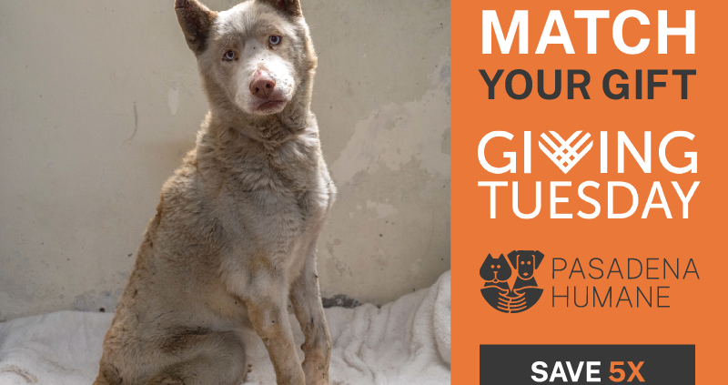 Passadena Humane Announces Giving Tuesday 5x Match Passadena Humane Announces Giving Tuesday 5x Match