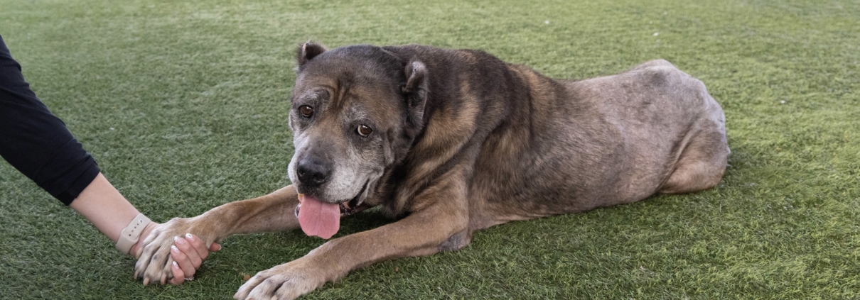 Pasadena Humane Celebrates Senior Pets With Adoption Promotion Pasadena Humane Celebrates Senior Pets With Adoption Promotion