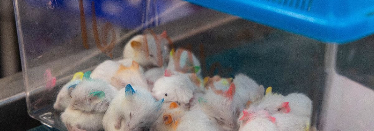 Pasadena Humane Responds To Largest Small Animal Hoarding Case In Their Recent History, Rescuing Dozens Pasadena Humane Responds To Largest Small Animal Hoarding Case In Their Recent History, Rescuing Dozens