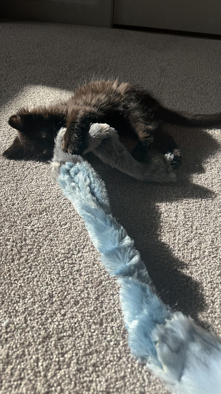 Meet Charlie Meet Charlie