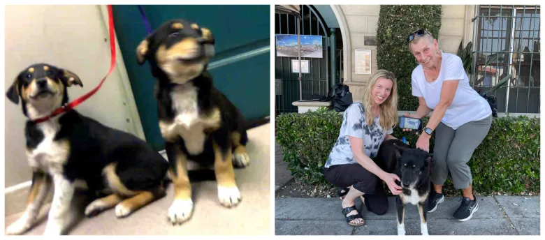 Column: Calmer and wiser is what to expect when adopting a senior dog