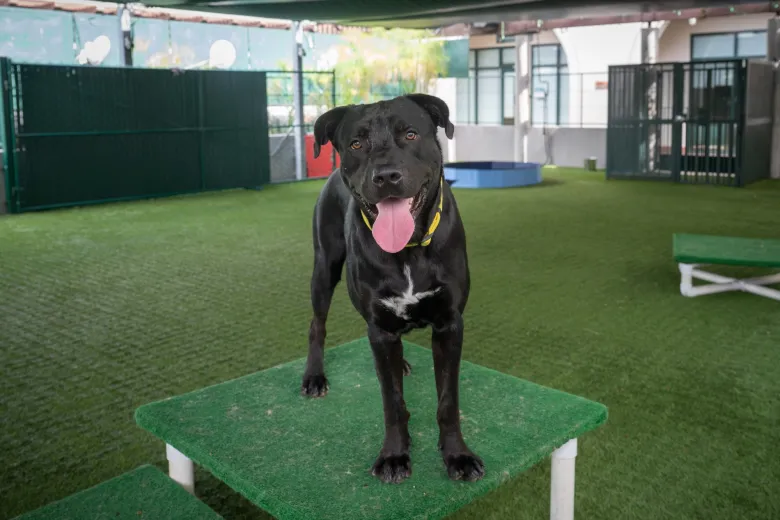 Column: Consider October as the best month to adopt a pet