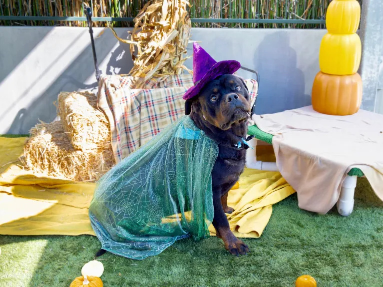 Column: Halloween can be more tricky than a treat for dogs and cats