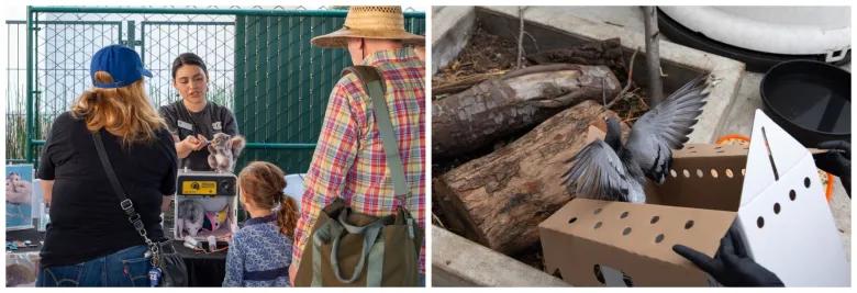 Column: It takes teamwork to help wildlife, injured or not, in urban areas