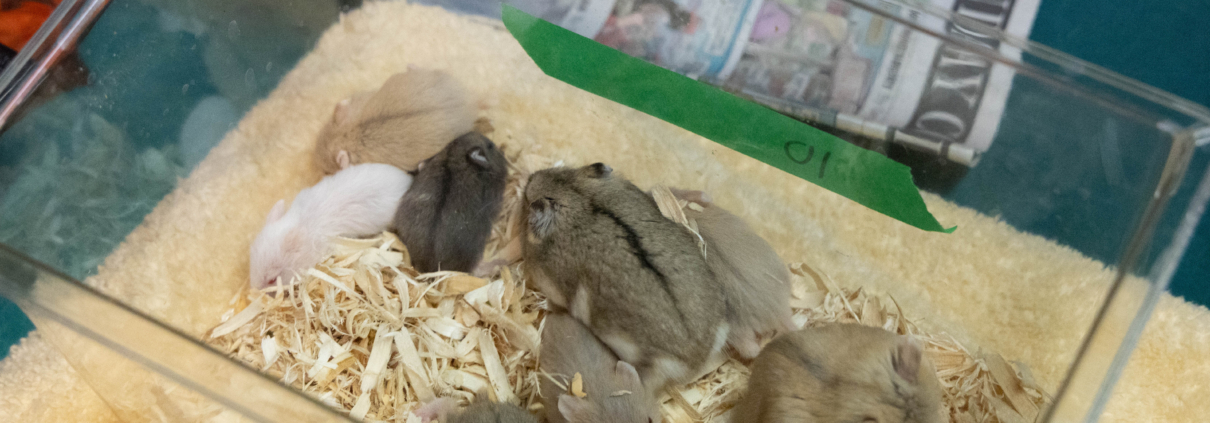 94 Critters Rescued From Hoarding