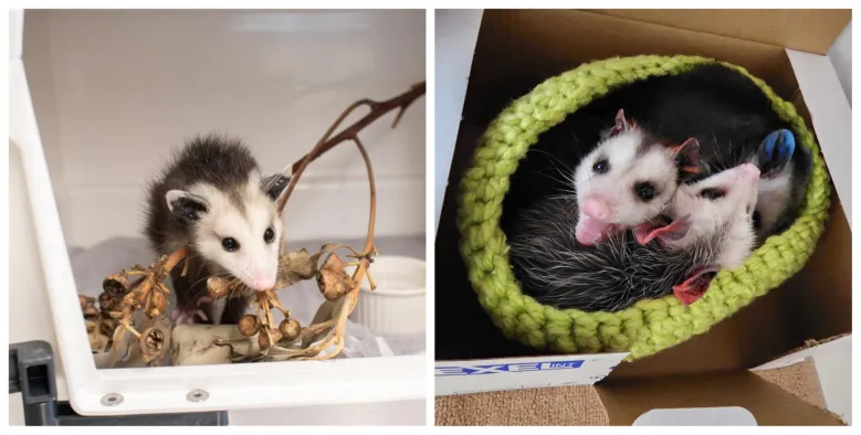 Column: Local wildlife are our neighbors, how to keep them holiday safe