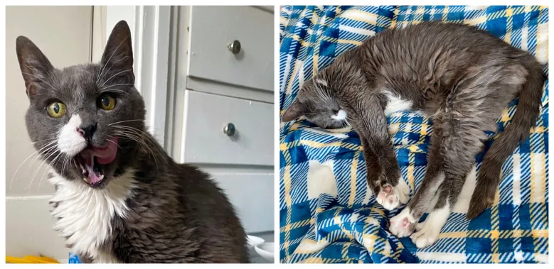 Column: Truly, deeply loved is how adopted senior pets should feel