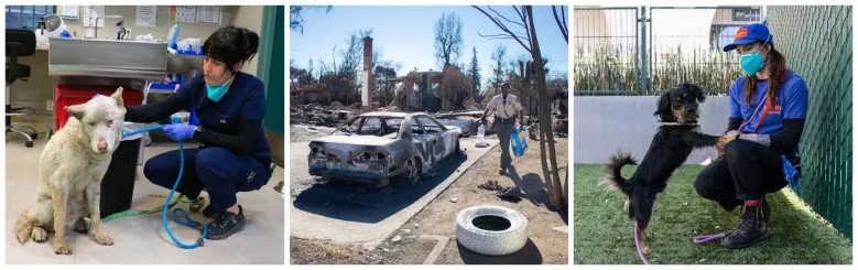 Column: Eaton fire disaster response was an outpouring of love to pets