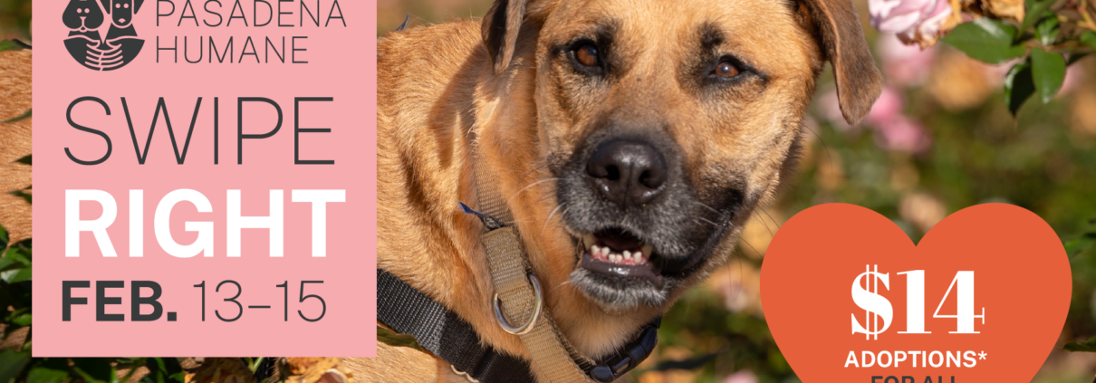 Pasadena Humane Invites Adopters To “Swipe Right” On Love This Valentine’s Day