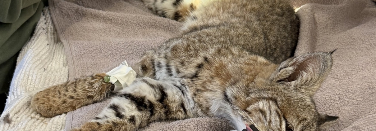 Bobcat Receives Lifesaving Surgery