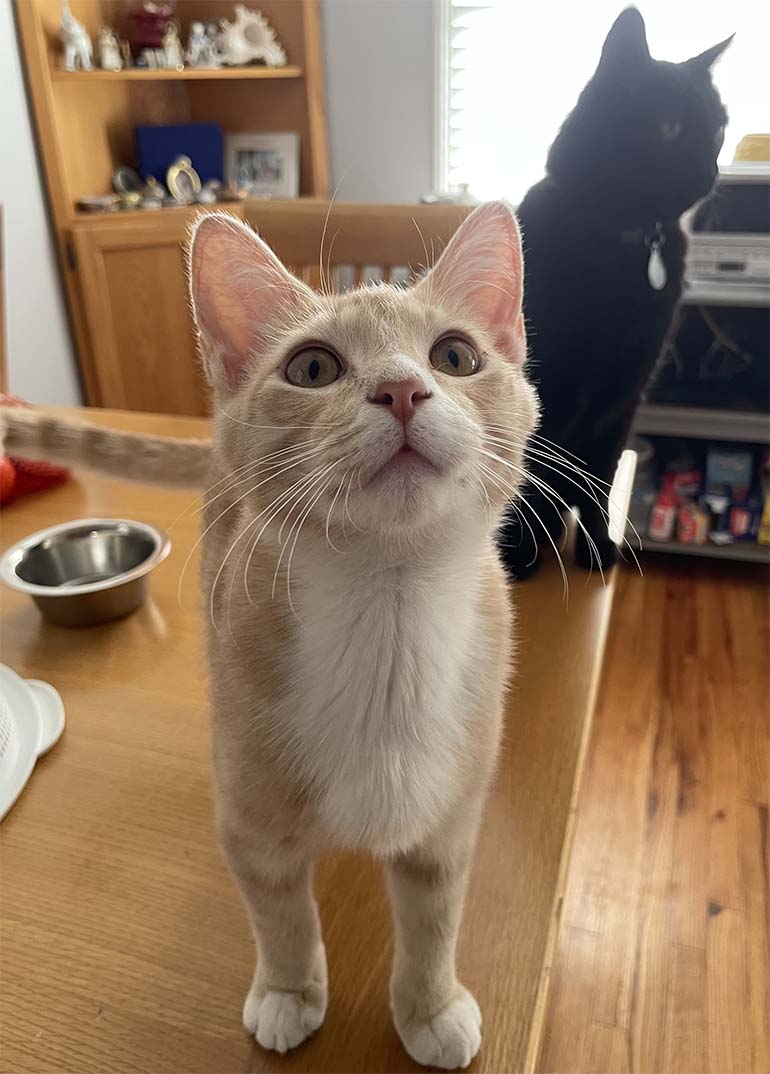 Meet Chester Meet Chester