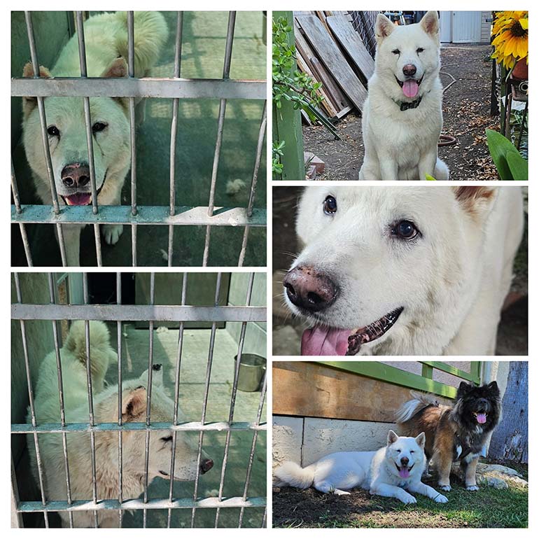 Meet Ghost Meet Ghost