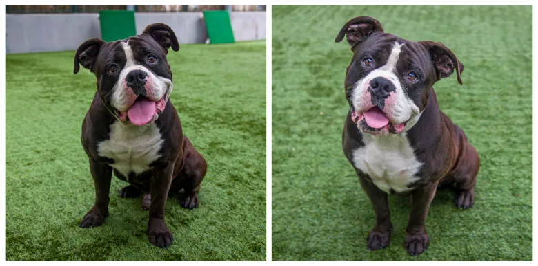 Column: These matchmakers get to the heart of successful pet adoptions Column: These matchmakers get to the heart of successful pet adoptions