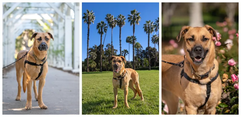 Paws in the City: Change of scenery brings out true nature of long-stay shelter dogs