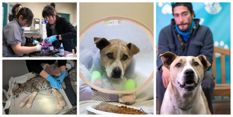 Column: Eaton fire anniversary and Pasadena Humane’s lessons learned