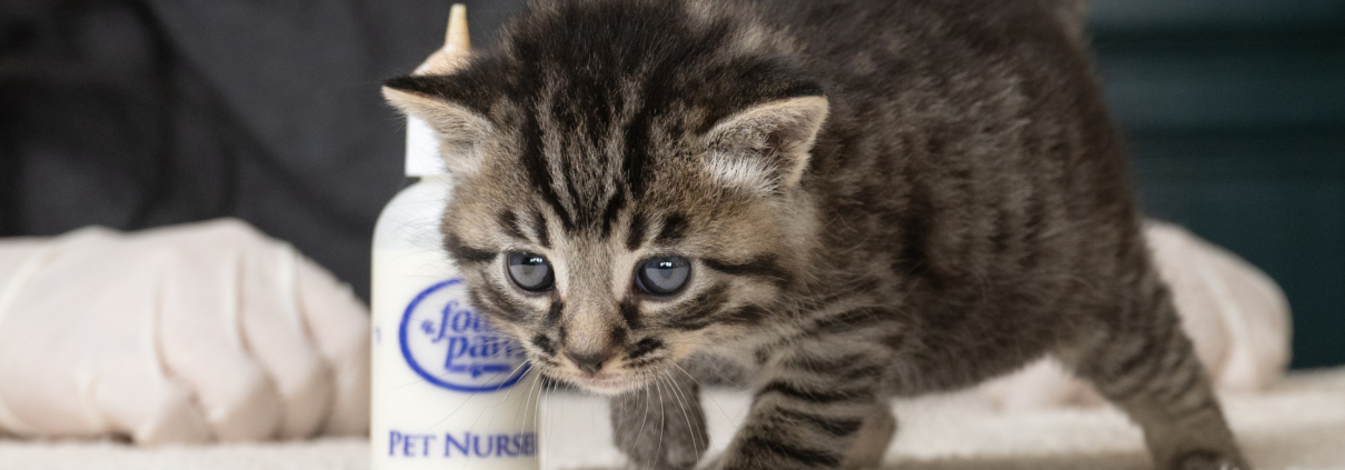 Pasadena Humane Hosts Free “Kitten Shower” To Kick Off Kitten Season