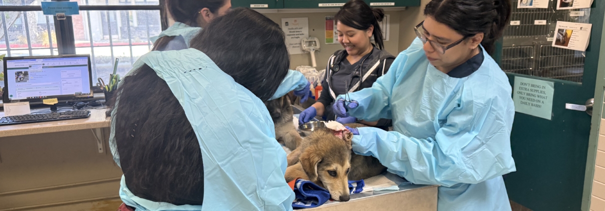 Tick-Infested Puppies Receive Top Care