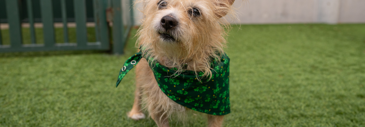 Pasadena Humane Offers Lucky Adoption Discounts During Their “Pot of Gold” Promotion