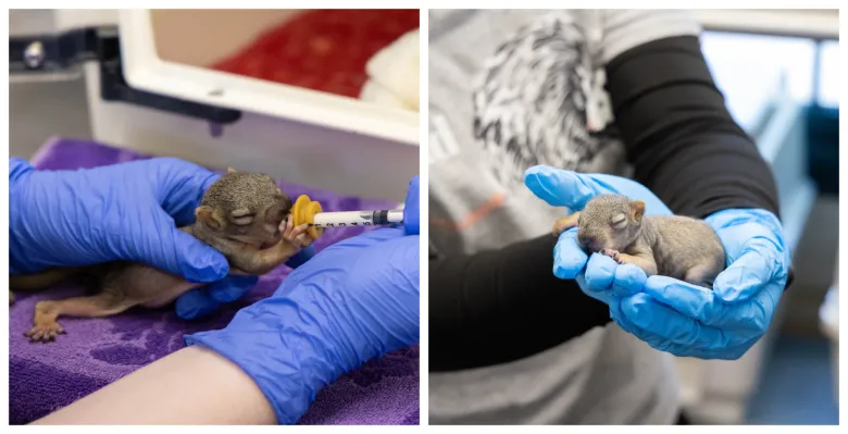 Column: In baby wildlife season, human intervention is not always the answer