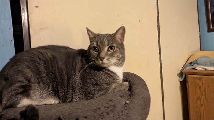 Meet Big Boy Meet Big Boy