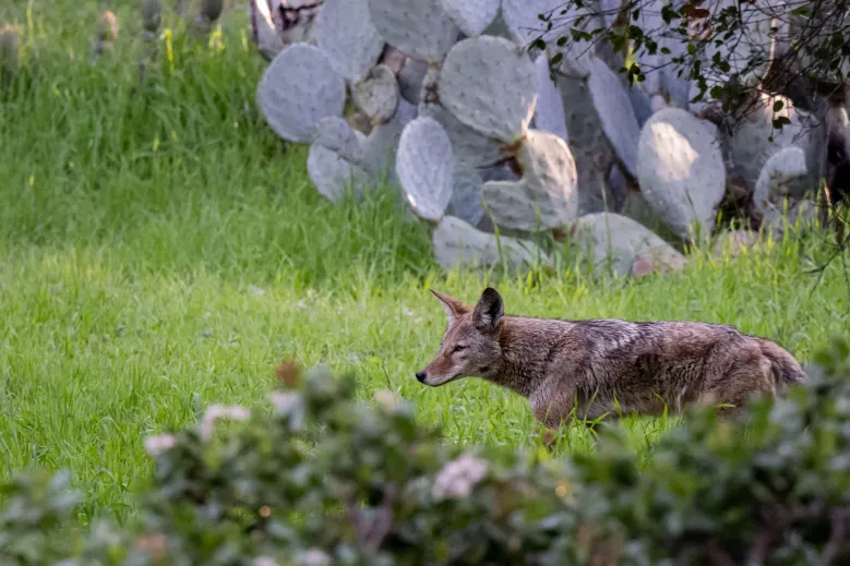 Column: Keeping pets safe during daytime coyote territorial season