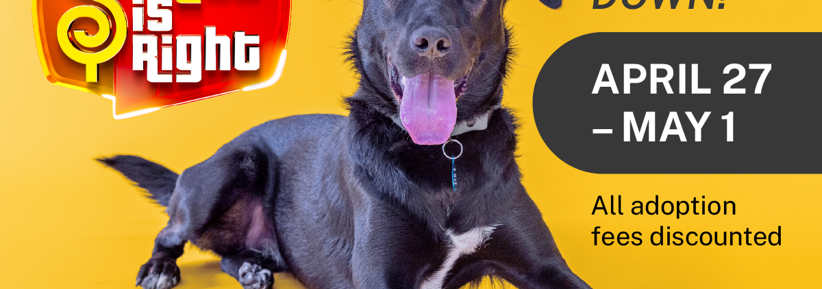 Come On Down! Adoption Meets Game Show Fun at Pasadena Humane Come On Down! Adoption Meets Game Show Fun at Pasadena Humane