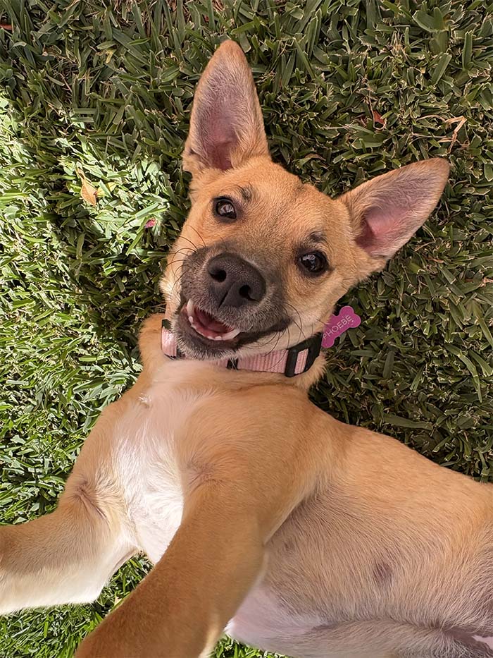 Dog