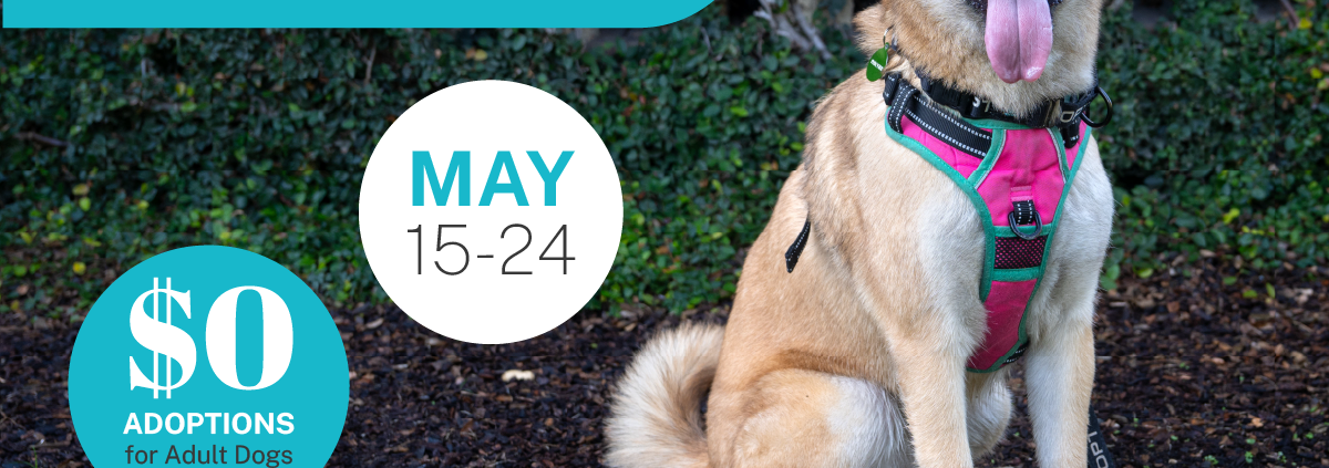 Pasadena Humane Launches Fee-Waived Adult Dog Promotion Pasadena Humane Launches Fee-Waived Adult Dog Promotion