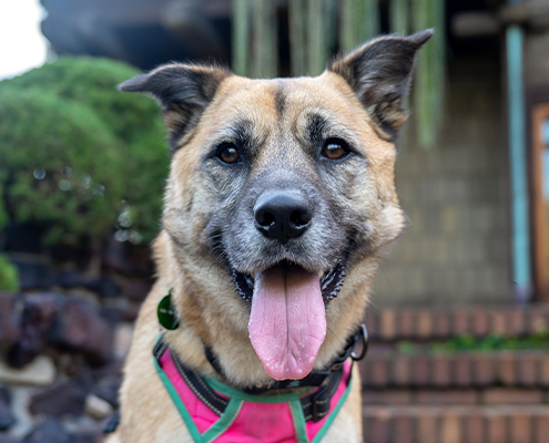 Kona