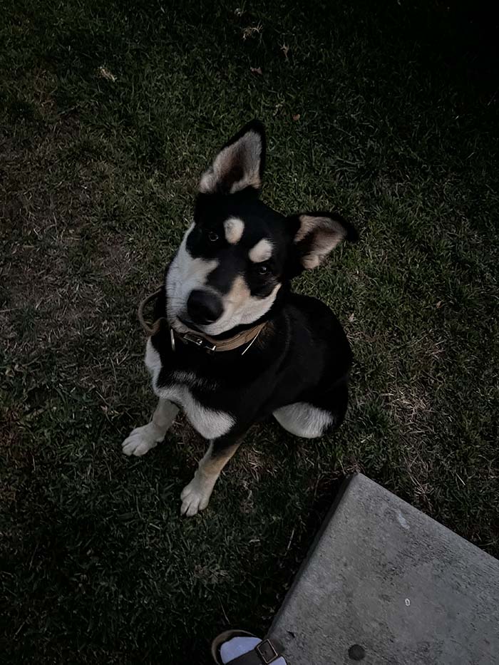 Meet Ace Meet Ace