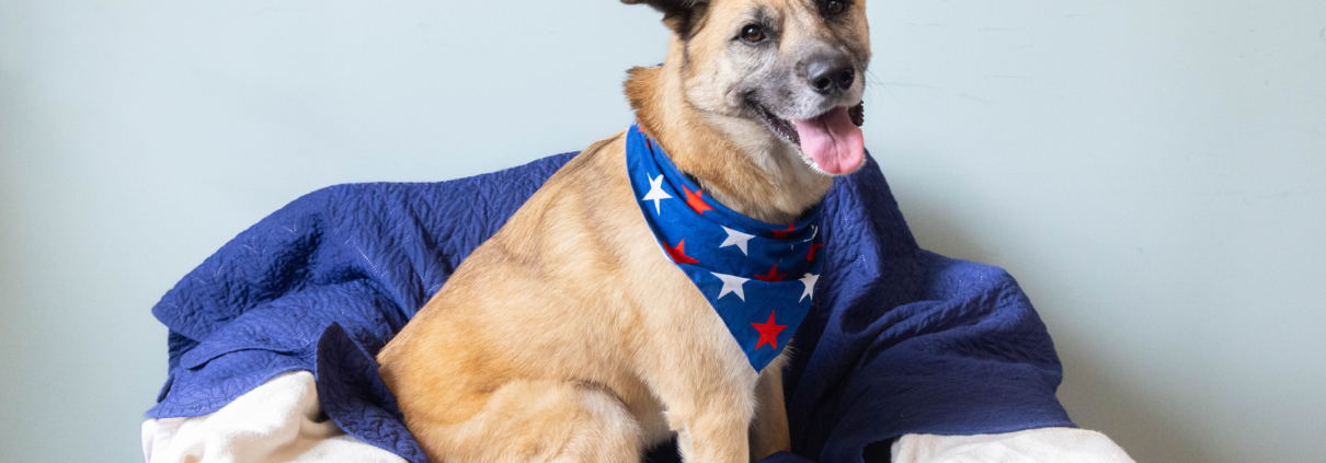 Pasadena Humane Invites Community to Give Shelter Dogs a Holiday Getaway With Fourth of July Foster Sleepover Pasadena Humane Invites Community to Give Shelter Dogs a Holiday Getaway With Fourth of July Foster Sleepover